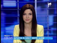 Reporter băgat în spital de albine
