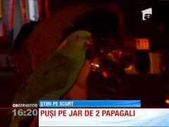 Puși pe jar de 2 papagali