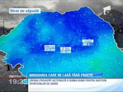 Ninsoarea care ne lasă fără fructe