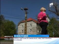 Berze răsfățate. Într-o comună din Timiș sătenii au inventat termenul de "bârzar"