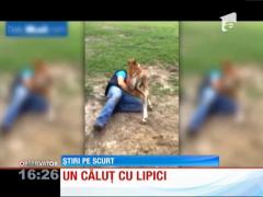 Un căluţ a devenit vedetă pe internet