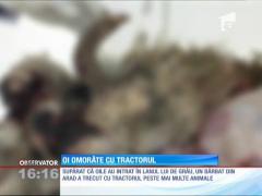 Un arădean a omorât și rănit 20 de oi, cu tractorul
