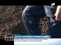 Culturi compromise de brumă şi îngheţ