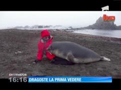 Pui de focă, vedetă pe internet!