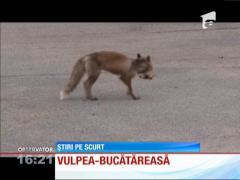 Vulpea bucătăreasă de la Cernobâl