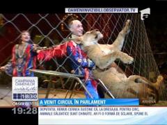 Remus Cernea vrea să scoată leii, elefanţii sau tigrii din spectacole de circ