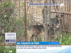 ANUL 2015: Sat terorizat de câini