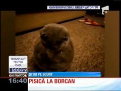 Video amuzant! Pisică la borcan!