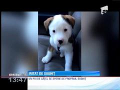 Un cățeluș speriat de propriul sughiţ!