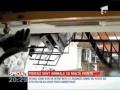 Special! Pisicile sunt animale cu multă voinţă