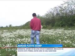 Prins la furat narcise