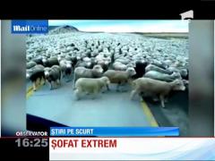 Un şofer a trebuit să-şi croiască drum printre câteva mii de oi