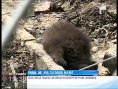 Un pui de urs de la Grădina Zoologică din Braşov are două mame