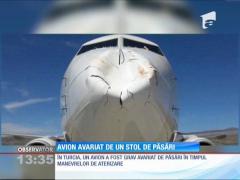 Avion avariat grav de un stol de păsări