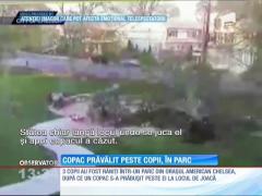 Copac prăbuşit peste locul de joacă destinat copiilor!
