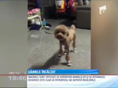 Câinele care poartă teniși