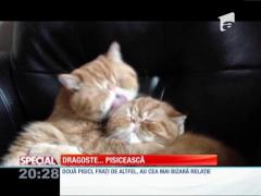 SPECIAL! Două feline simpatice trec la iubire frăţească la lupte libere