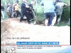 Cal salvat dintr-un puț adânc de 5 metri