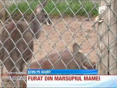 Strângere de fonduri pentru răscumpărarea animalelor răpite