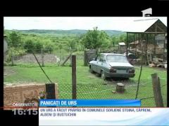 Un urs îi îngrozeşte pe oamenii din patru comune din sudul judeţului Gorj