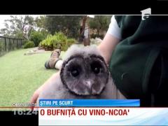 O bufniţă cumpărată de grădina zoologică din Sydney face furori printre vizitatori