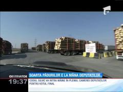 Trei terenuri de fotbal - înseamnă exact suprafaţa de pădure care dispare ORĂ DE ORĂ