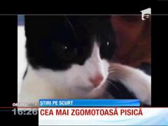 Cea mai zgomotoasă pisica din lume