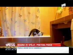 SPECIAL! Maşina de spălat, prietenă pisicii