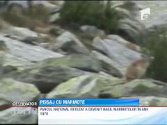 Parcul Naţional Retezat s-a însufleţit de marmote
