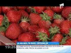 La Halmeu, raiul căpşunilor din România, a început recoltarea