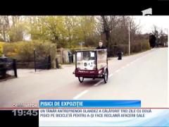 Pisici de expoziție