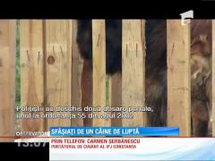 Sfâşiaţi de un câine de luptă