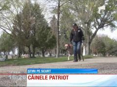 Cel mai patriot câine
