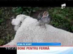 Câini folosiți ca bone pentru alte animale