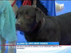 Cei mai îndrăgostiţi căţei şi-au jurat iubire veşnică