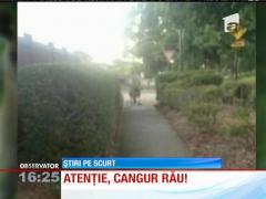 Locuitorii unui orăşel din Australia sunt terorizaţi de un cangur uriaş