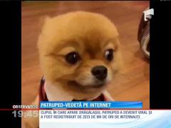 Câinele ce poate fi confundat cu o jucărie din pluş