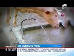 Vacile sunt mult mai inteligente decât se credea