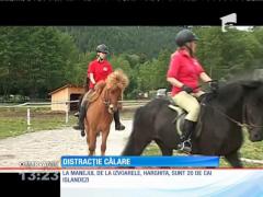 Caii islandezi, alegerea perfectă pentru o nouă pasiune! Motivele?!