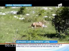 Căprioara care a înfruntat lupul