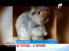 Un iepuraş cu nişte urechi lungi şi lăţoase e noua senzaţie pe internet
