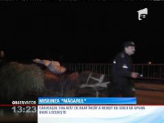 Misiunea "Măgarul" pentru poliţiştii din Vulcan