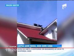 Patru iezi s-au urcat pe acoperişul unei case