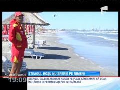 Pe litoral steagul roșu nu mai sperie pe nimeni
