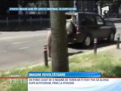 Un şofer din Baia Mare a legat un ponei de bara maşinii şi l-a târât prin oraş