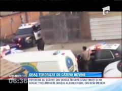 Patru boi scăpaţi din ţarc au semănat haos pe străzile unui oraş din New Mexico