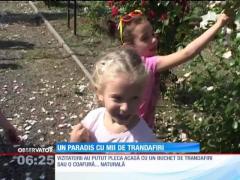 Cea mai mare grădină de trandafiri din România