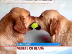 Vedete cu blană