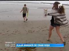 Plajă inundată de crabi roșii
