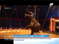 GEORGIA: Ucis de elefantul scăpat de la circ